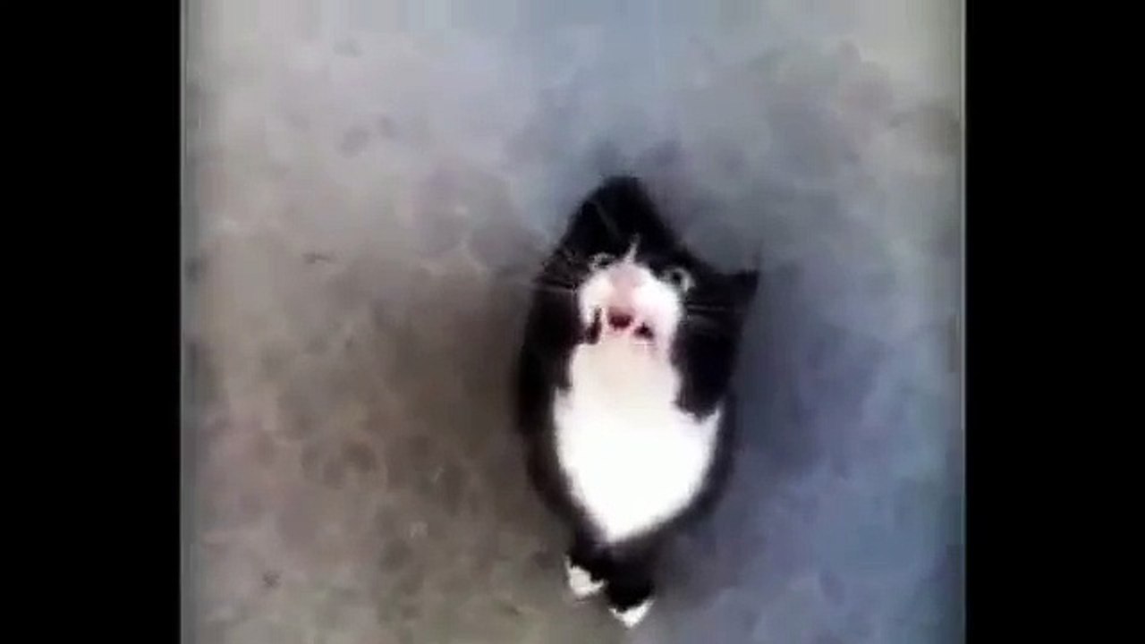 cats talk