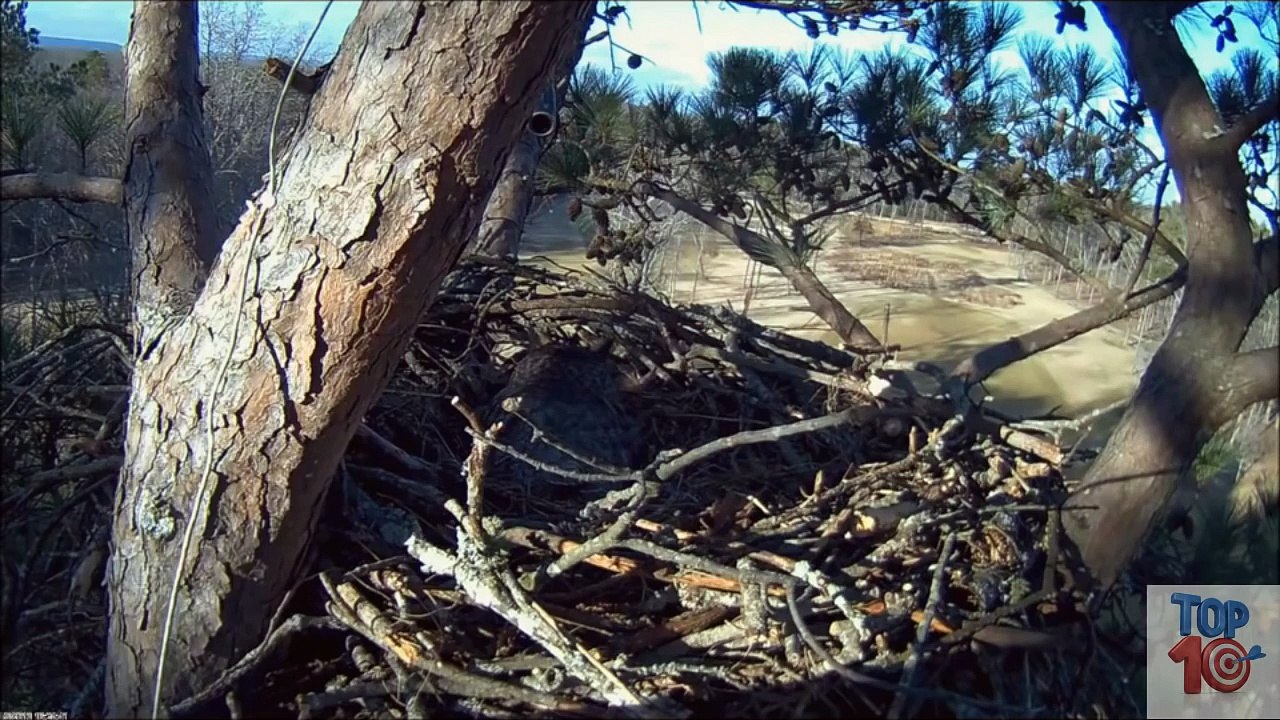 Top 3 Best Eagle Attacks (OWL, DEER & WOLF)