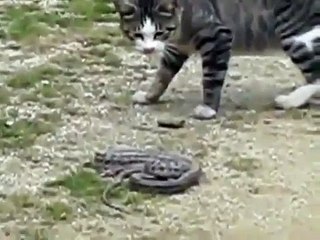 Funny Cats and Small Spaces