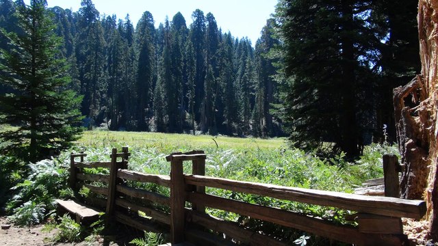 Sequoia National Park-HD