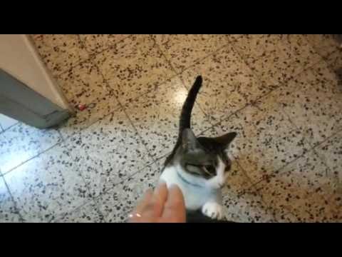 Affectionate Cat Welcomes Owner Home After Vacation