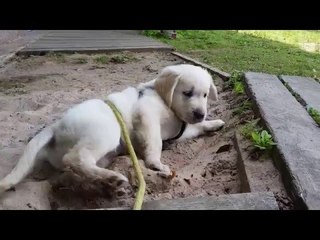 Watch This Beautiful 'Goldador' Puppy Grow Through His First Year