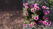 Organ Pipe Cactus National Monument-HD