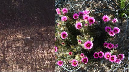 Organ Pipe Cactus National Monument-HD