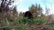 Il chatouille un grizzli et repousse les limites du danger