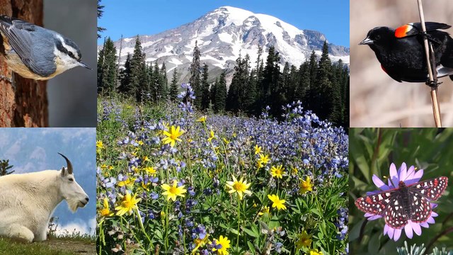 Mt. Rainier National Park-HD