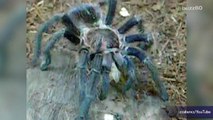 Tarantulas Escape on a Plane During Flight