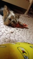 xixi es una  yorkie terrier que es muy que comprende mucho y hay la pueden ver como esta jugando con su hueso de carne roja en mi cuarto de color rosa