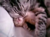 Mom cat hugs kitten having a bad dream - too cute :')