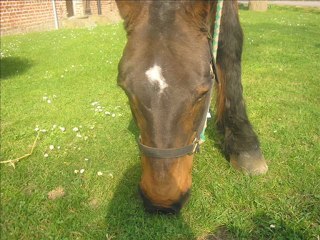 Equitation