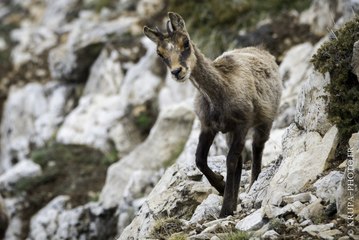 Approche sur une harde d'isards dans les Pyrénées Orientales