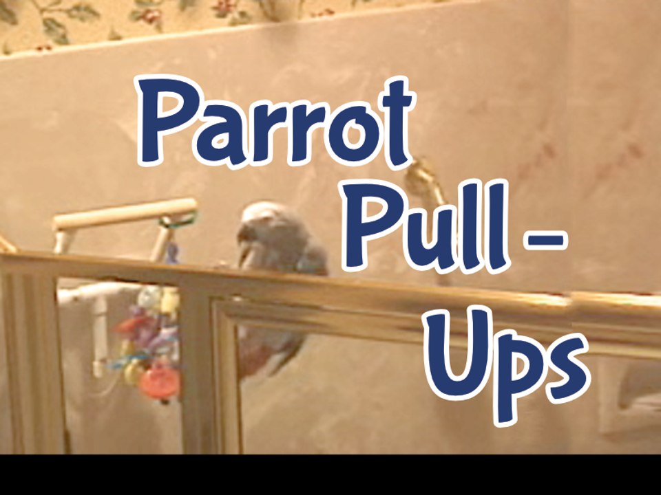 Einstein Performs Parrot Pull-ups