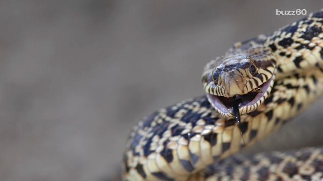 Police Warn Town About Giant Snake