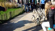 Penguins parade / défilé de pingouins / إستعراض لطيور البطريق