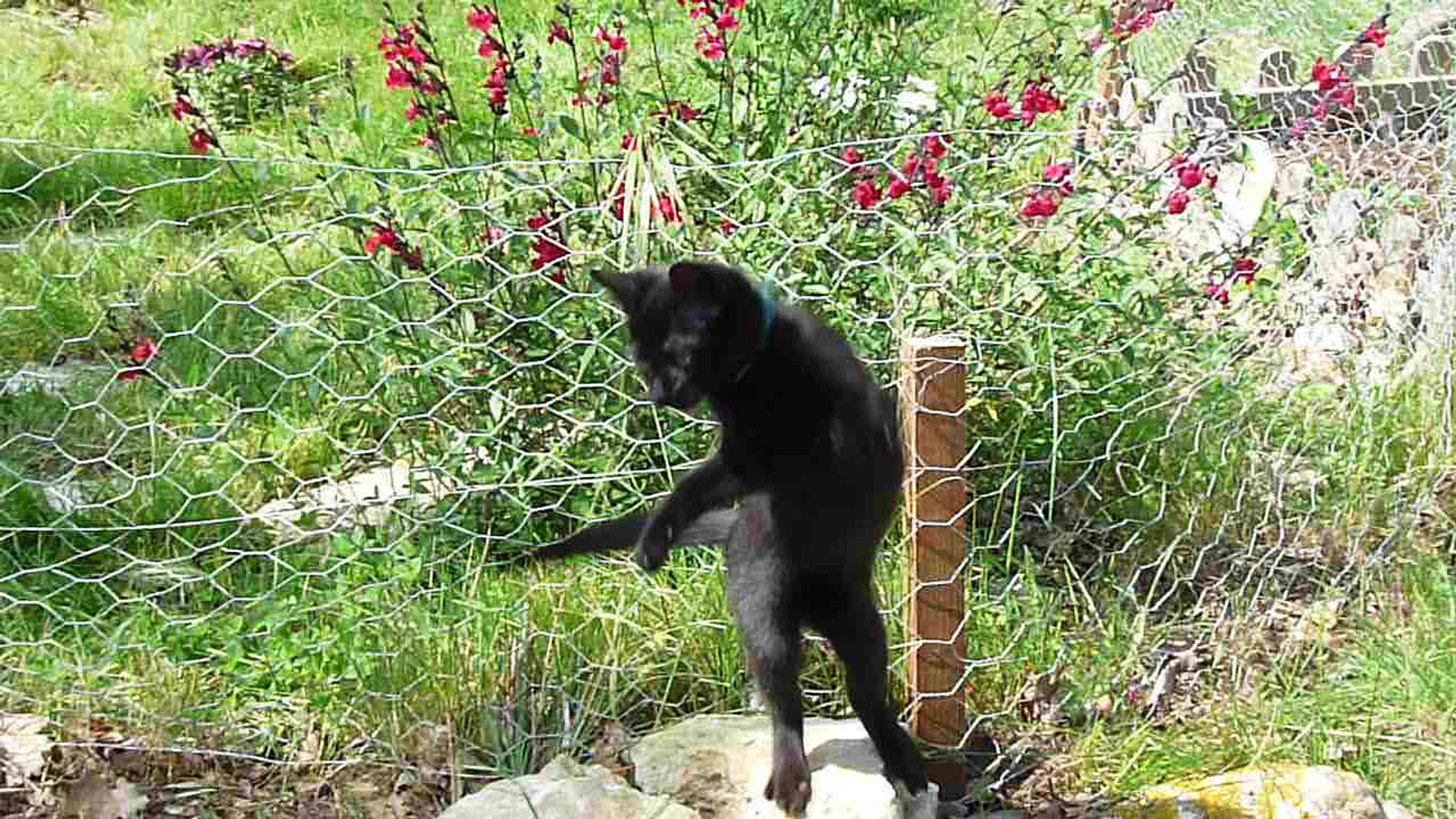 ⁣Loki dans le jardin