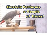 Einstein performs a couple of tricks