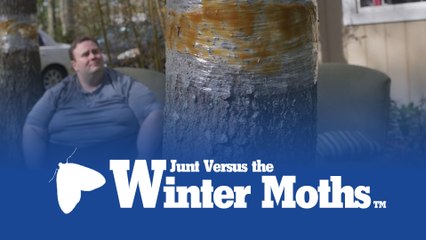 Junt vs. The Winter Moths: Phase 1
