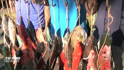 Sport - championnat de Polynésie individuel de chasse sous marine