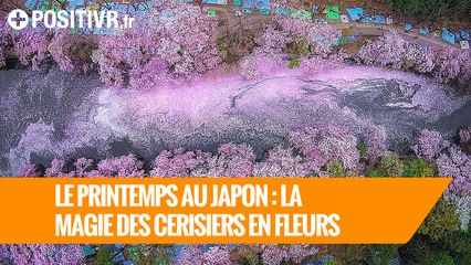 Le printemps au Japon : la magie des cerisiers en fleurs
