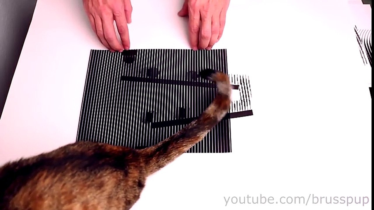Amazing Animated Optical Illusions!