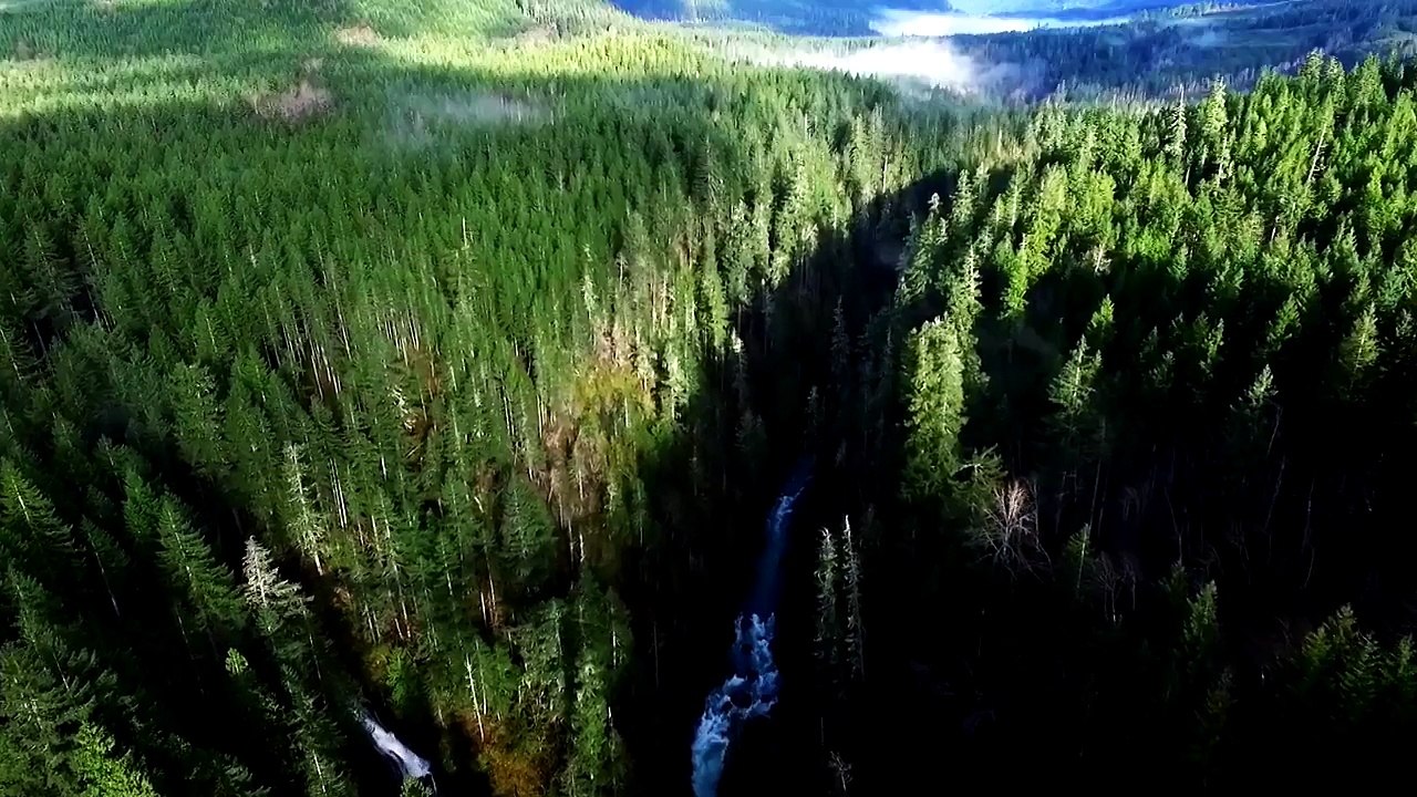 There's Something in the Woods | Dark Woods Justice