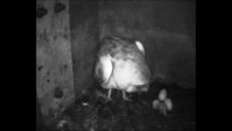 Essex barn Owls at Blue House Farm  23rd May 2016 around 20 02 Mum feeds owlet