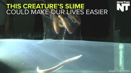 This Fish Creates Slime That Could Improve Our Lives