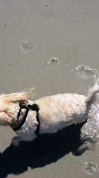 Il a essayé de la faire comme si de rien n'était