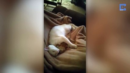 Lizard And Cat Are Adorable Cuddle Friends