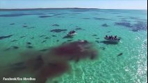 Drone Capta A 70 Tiburones Tigre Acechando A Una Familia En Yate