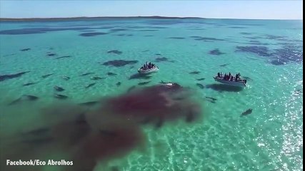 Drone Capta A 70 Tiburones Tigre Acechando A Una Familia En Yate