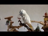 Harley the Cockatoo Drinks Lemonade From a Glass