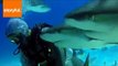 Brave Divers Take Plunge and Swim With Sharks