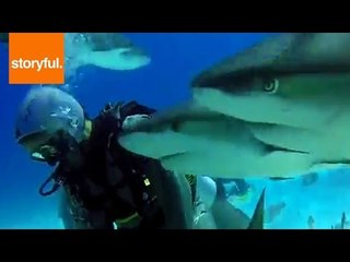 Brave Divers Take Plunge and Swim With Sharks