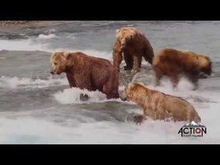 Download Video: Bears Compete for Fishing Spots at McNeil Falls