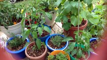 Container Pots Vegetable Garden Update 1 5/23/2016