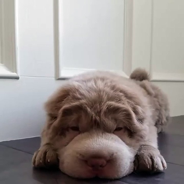 cute bear lookalike dog tonkey 12