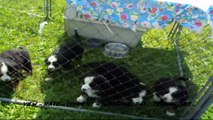 Cute Bernese Mountain Dog Puppies