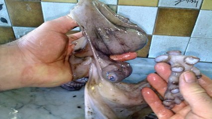How to catch & cut an Octopus WARNING! Graphic content 18+