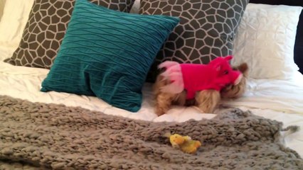 Brie s Cute Halloween Dog Costumes
