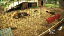 Cute animal friends   Lion and Dogs kiss , Dog s best friend a lion