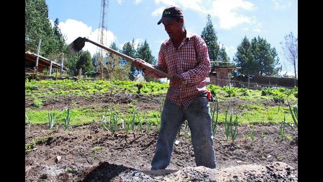 Consumo de alimentos Orgánicos