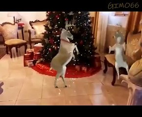 IL BALLO DELLE RENNE DI BABBO NATALE-BUON NATALE