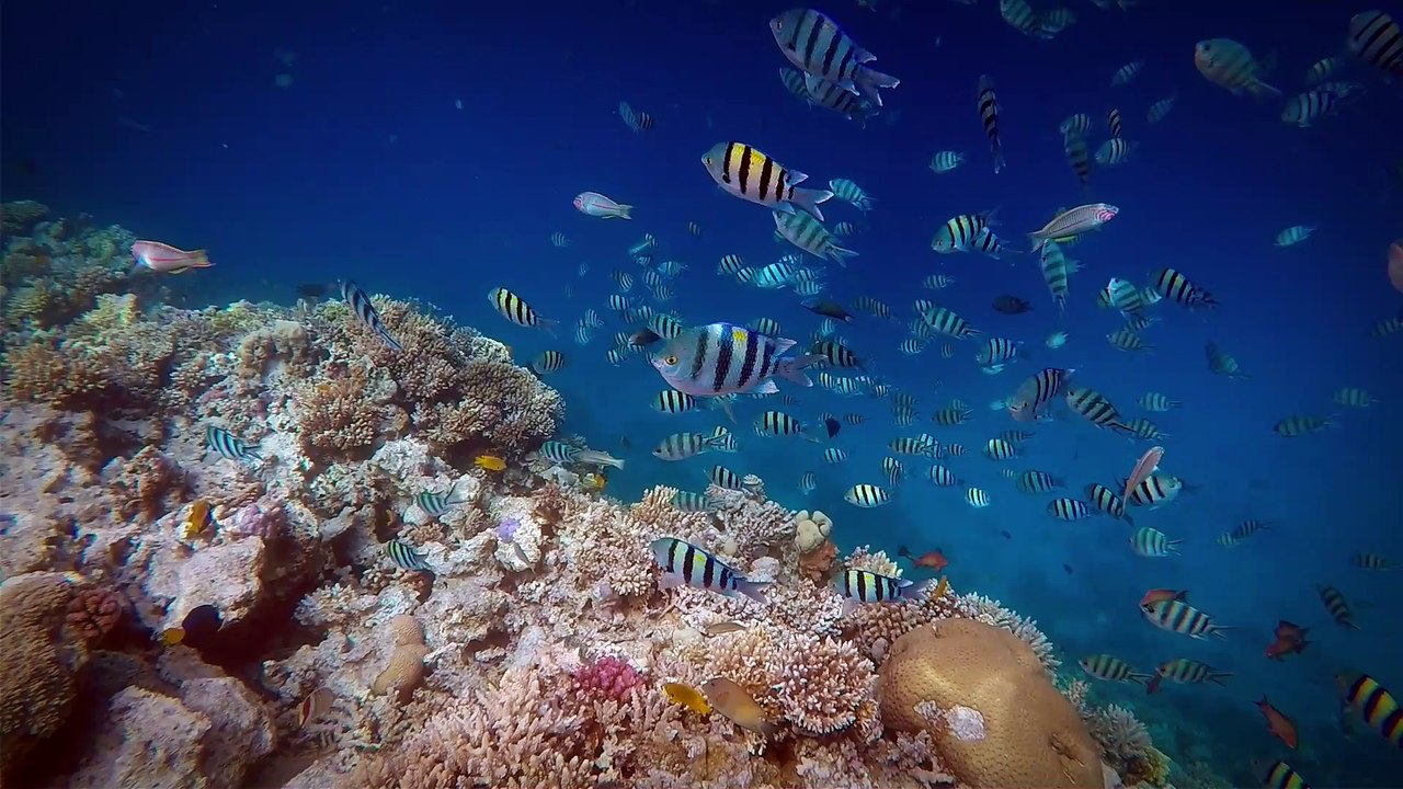 Ägypten | Egypt | Makadi Bay | May 2016 | Fort Arabesque | GoPro