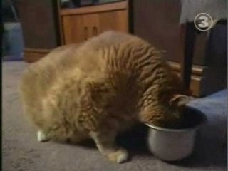 Le-plus-gros-chat-du-monde