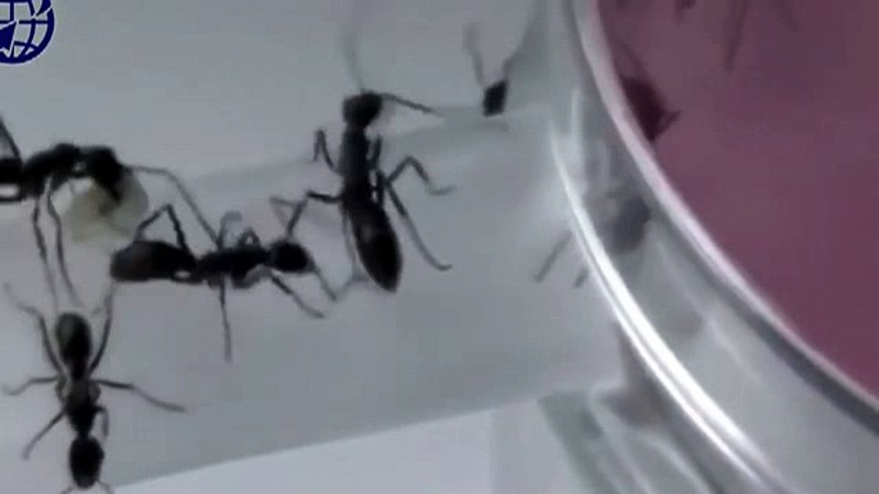 Electro & House 2016 Best Party Dance, Remix, Club, Music Mix (26)