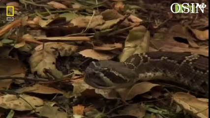 Celebration Songs For Kids HD  Diwali Rhyme  Festival of Lights  Most Popular  (3)