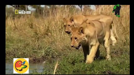 Celebration Songs For Kids HD  Diwali Rhyme  Festival of Lights  Most Popular  (28)