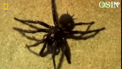 Celebration Songs For Kids HD  Diwali Rhyme  Festival of Lights  Most Popular  (49)