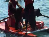 Newfoundland dog Joy Cane Terranova da salvataggio Pietra Ligure 30 agosto 1^parte